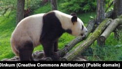 Гигантская панда. Иллюстративное фото