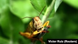 Azatlygyň habarçysy Lebap welaýatyna aralaşan çöl çekirtgeleriniň günorta-günbatar sebitlerden uç alýandygyny habar berdi.