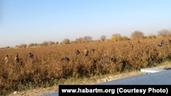 Pagta ýygymyna çekilen esgerler. Arhiw suraty