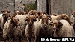 Stado ovaca u Piperima nadomak Podgorice