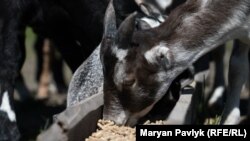  Евакуювати з Донеччини вдалося не лише стало кіз, а й техніку для обробки полів