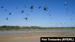 Река Сырдарья в городе Кызылорде. 2 июля 2024 года