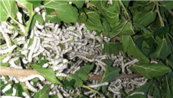 Lebapda ýüpek gurçugyna mejbury ideg etmek möwsümi başlady