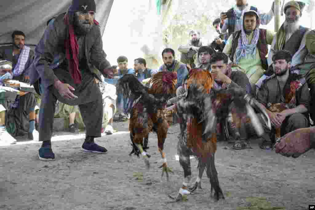 خلک په کابل کې د چرګانو جنګ ته ورټول او هر یو د شرطونو د ګټلو په تمه بې قراره دي 
