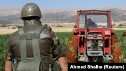 له ارشيفه د بنګو د کروندې د اړولو يو انځور