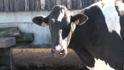 Ферма по-європейськи: троє працівників на 5 тисяч свиней і 150 корів