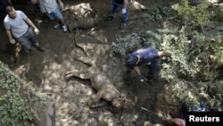 ზოოპარკის ტერიტორია, 15 ივნისი 2015 წ.