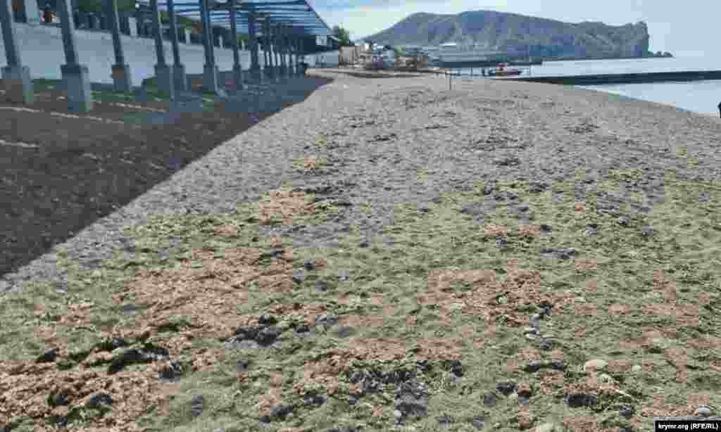 Про необхідність прибирати водорості з пляжу місцева влада в Судаку явно не чула