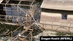 Mrtva riba je plutala u blizini obale Čukaričkog rukavca, 11. jul 2025.