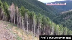 Aproximativ 11 milioane de metri cubi de lemn dispar anual din pădurile României, potrivit celui mai recent Inventar Forestier Național.