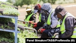 Мигранты из Узбекистана высаживают рассаду томатов на полях в Астраханской области России. Май 2024 года. Экономические власти России заявляют о замедлении экономического роста 