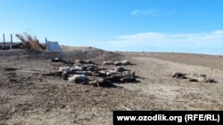 Бухара. По словам фермера из Пешкунского района, его овцы гибнут голодной смертью.