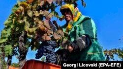 Berba grožđa blizu grada Negotina, Severna Makedonija, septembar 2020.