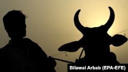 د ۲۰۱۸ تصویر: يو سړی د قربانۍ لباره غوايي بيايي