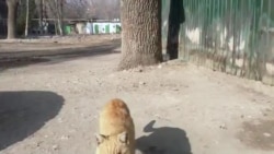 «Показывал свой ботинок и хвастался, что именно им убил кошку»