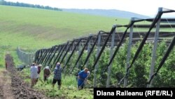 Fermieri la Bilicenii Vechi, Sîngerei, 17 iunie 2013 