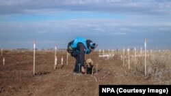 Dmitro Borovîi și Atlas cercetează terenul minat de lângă Vavilove, Ucraina. 