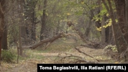 ასეთია ჭალის ტყე, სადაც ასეთ წაქცეულ ხეებს ხშირად შეხვდებით