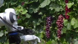 د اټالیې د انګورو یو باغ کې روبوټېک باغوان کوم کارونه کوي؟
