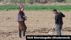 Uzbek farmers work in the field in spring in Karakalpakstan, Uzbekistan, Central Asia - April 2019