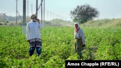 Workers in a cotton field outside Bukhara, Uzbekistan. 