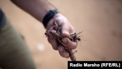 Иллюстративное фото