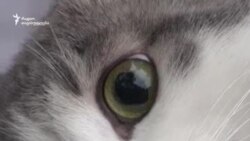 28 სექტემბერი - ცოფთან ბრძოლა უფასო ვაქცინით