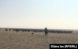 Пастух пасёт овец. Фото из архива Азаттыка