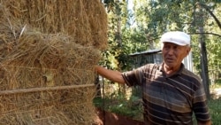 Чөп тартыш, мал арык