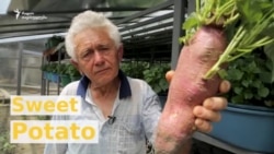 პირველი "ქართული" ბატატი