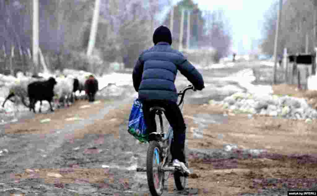 Благодаря высокой закупочной цене на фасоль многие фермеры смогли существенно улучшить свое материальное положение.