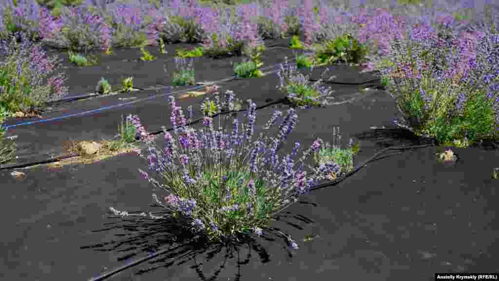 Лаванда невеликого фермерського господарства біля самого берега гірської Качі. Плівка захищає кущі від бур'янів і кілька днів зберігає в ґрунті вологу