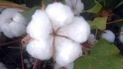 Diňle: Lebapda pagta ýygym möwsüminiň depgini güýçlenýär, býujet işgärleri kösenýär