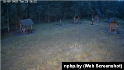 Дзік каля адной з кармушак у Нацыянальным парку «Белавеская пушча», 26 жніўня 2025 году