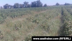 Mary sebitindäki gowaça meýdany