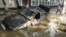 A local resident passes by a damaged car stuck in a flooded street in the town of Krymsk in Russia's Krasnodar region.