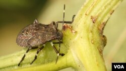 Мраморный клоп