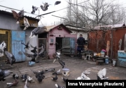 Чоловік годує голубів, 21 січня 2025 року