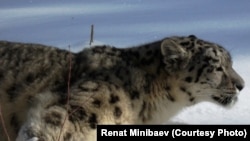 Ак илбирс. Сүрөттүн жаңылыкка тиешеси жок