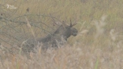 Чорнобильський лось