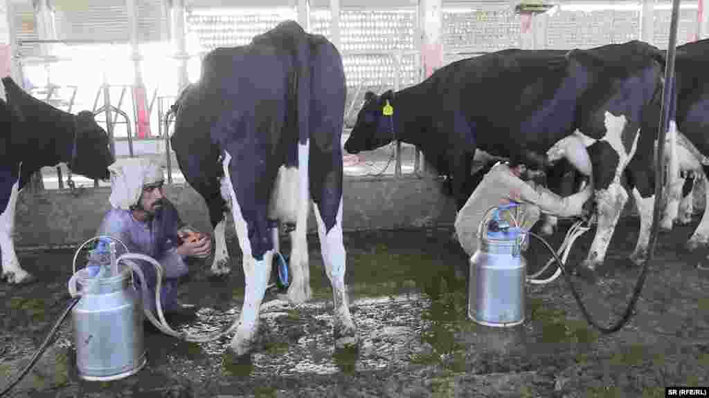 د شیدو نرخ بې&zwnj;ثباته دی عثمان غني، چې د کندهار یو له مالدارانو څخه دی، د ۳۵ غواګانو فارم لپاره نږدې ۴۰ لکه افغانۍ پانګونه کړې. هغه وايي، د فارمونو د ودې سره سره، د مناسب بازار نشتوالی یوه جدي ننګونه ده. هغه زیاتوي: "په دې فارم کې ۳۵ غواوې لرو، ۴۰ لکه افغانۍ مو پانګونه کړې ده، خو زموږ تر ټولو لویه ستونزه د مارکیټ نشتوالی دی. د شیدو بیې ثبات نه لري، یوه ورځ یو نرخ وي، بله ورځ کمېږي."