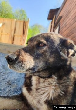 Еще одна собака Германа и его родителей