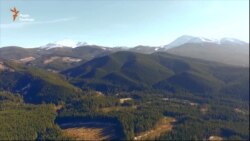 Кругова порука знищує ліси. Як це зупинити?