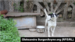 Пес сім'ї Сейтумерових