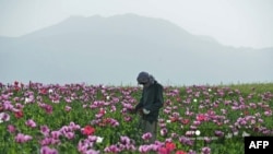 افغانستان-کوکنار- ارشیف