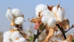 Pagta planynyň dolandygyny aýdan Berdimuhamedow ýygymy 25-nji dekabra çenli tamamlamagy tabşyrdy