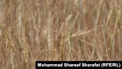 ارزګان کې وچکالي ځپلي غنم