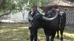 برازيل کې امنيتي ځواکونه مېښې ولې د ګزمې لپاره کاروي؟
