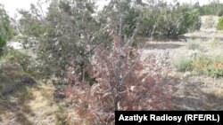 В Ашхабаде высыхают высаженные саженцы деревьев 