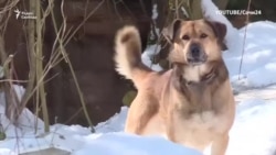 Госдума меняет закон об обращении с бездомными животными
